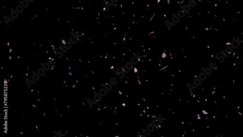 Cherry blossom petals flutter down, ink cherry petals. Realistic falling blossoms.
spring animation transition, isolated on black background. cherry blossoms are falling animation 