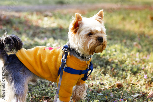 A pretty little cute shaggy dog Yorkshire Terrier breed walking on a lawn in autumnal garden, park. Puppy in orange yellow sweatshirt full frame. Clothes for pet Canine breeds Domestic animal outdoor © vita
