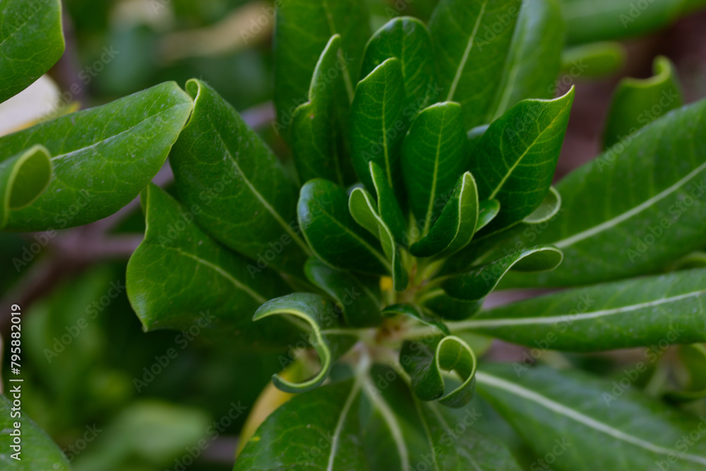 A background of oval green leaves. Shrub with green foliage with hazy glow effect. Vegetation, nature, ecology concept. Nature reserve, park, garden in detail. Perennial plants. Madder bedstraw family A background of oval green leaves. Shrub with green foliage with hazy glow effect. Vegetation, nature, ecology concept. Nature reserve, park, garden in detail. Perennial plants. Madder bedstraw family