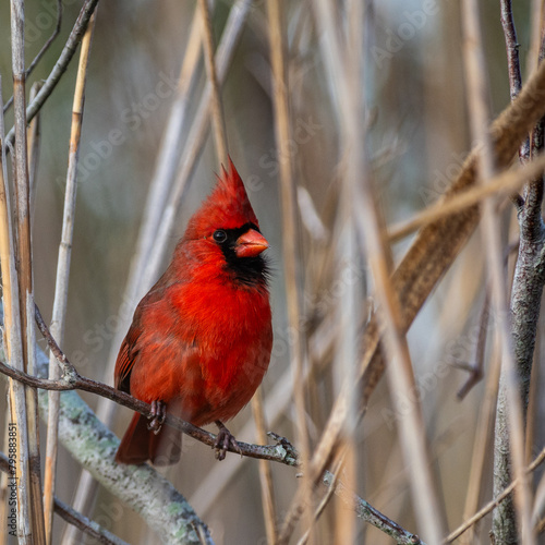 Northern Cardinal