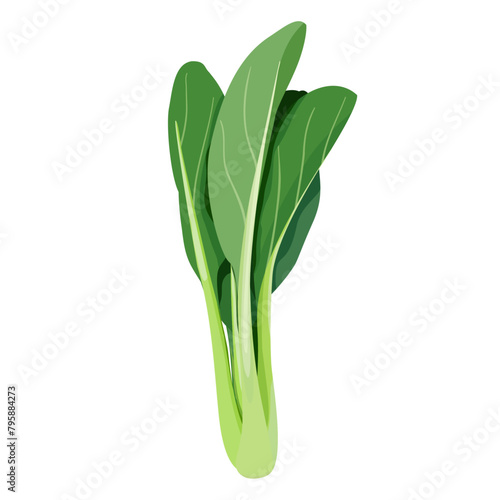 Yu Choy, Yu Choy Sum, Choy Sum, Choi Sum, Choi Sam, Chinese Flowering Cabbage, Leaf Vegetables hand-drawn vector illustration isolated