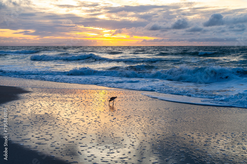 Sunrise at Beach with Willet on Sky Reflected on Sand