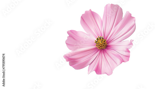 Pink and violet daisy flower isolated on a white background.