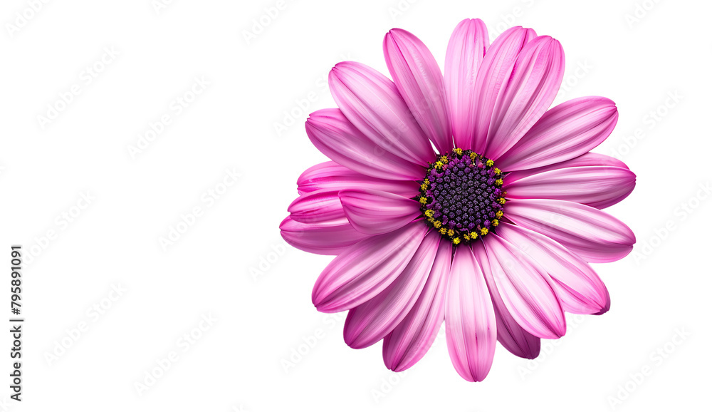 Pink and violet daisy flower isolated on a white background.