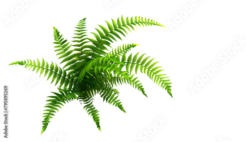  Ferns leaves on a white background.