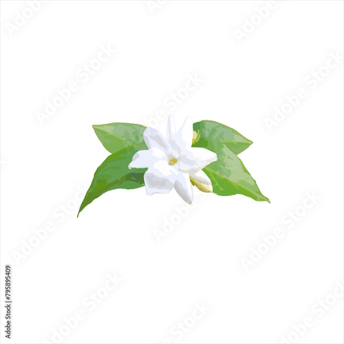 jasmine flowers and green leaves, on white background, (vector illustration). © Mi