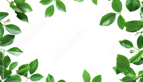 Beautiful green leaves frame the border on a white background