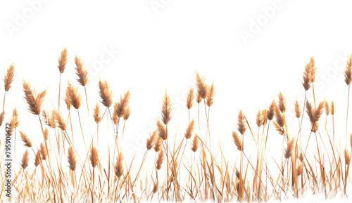 A large number of reeds, with brown color and sharp edges, stand tall in the wind on white background