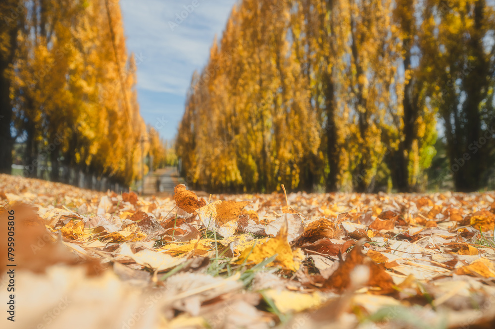 Blurred image of golden poplars in Autumn on both side of the road, Meadow Flat NSW Australia