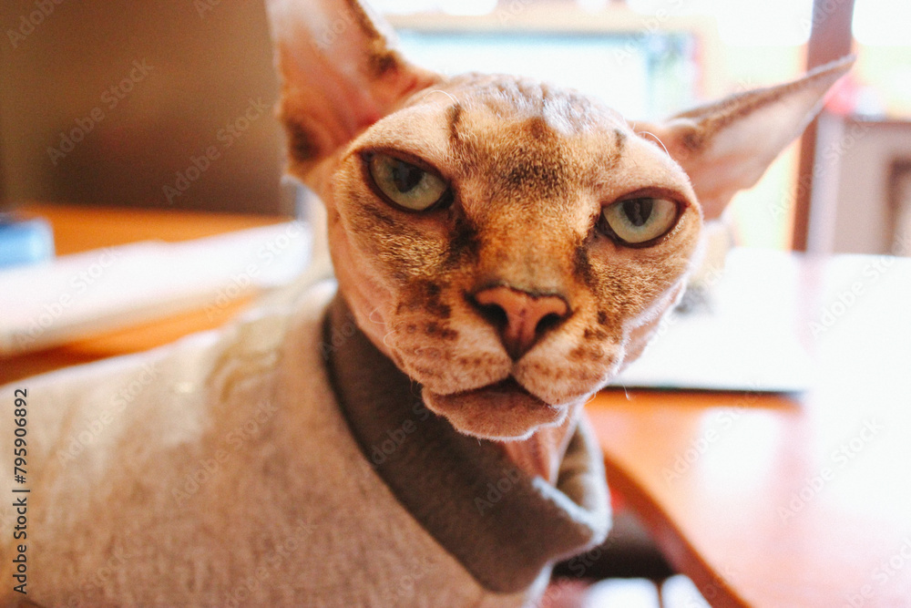 Confident impudent sphynx cat in grey sweater at home. A pet in warm clothes close up portrait Funny face of a bald cat. Domestic animal with cheeky muzzle. Sphinx is working remove from laptop indoor