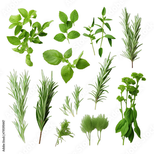 fresh herbs collection isolated on white background