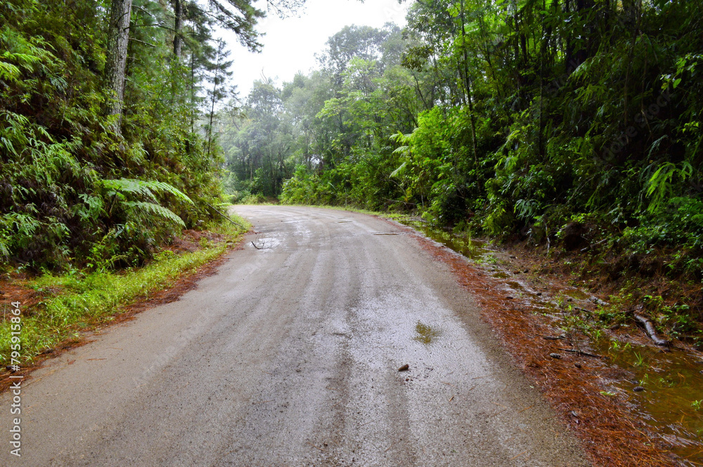 Fototapeta premium road in the woods