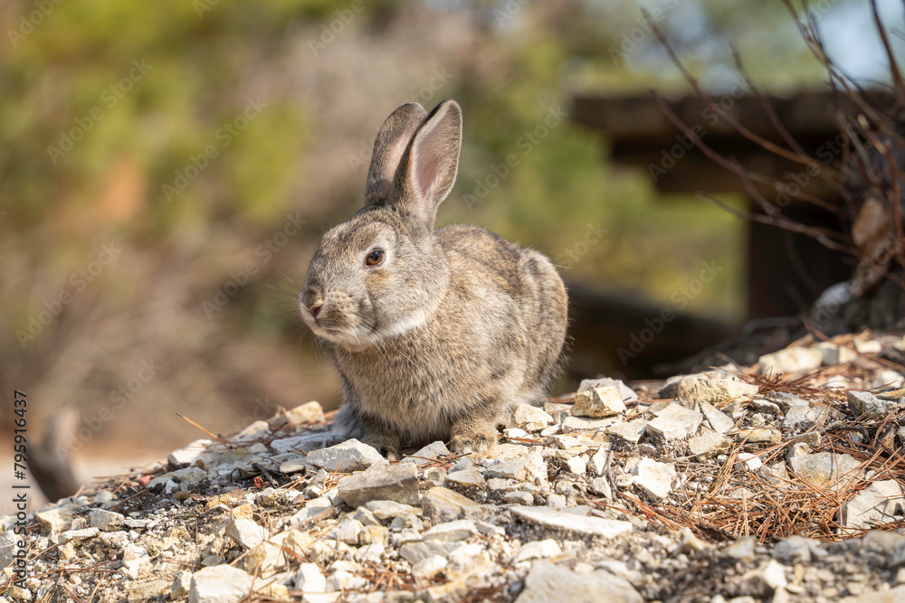 Fototapeta premium 大久野島の兎
