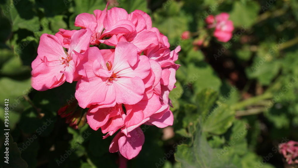 Pink flowers with green background Pink flowers with green background