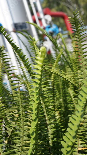 The sword fern, also known as Polystichum munitum, is a popular and versatile plant species valued for its striking appearance and resilience in various garden settings.  photo