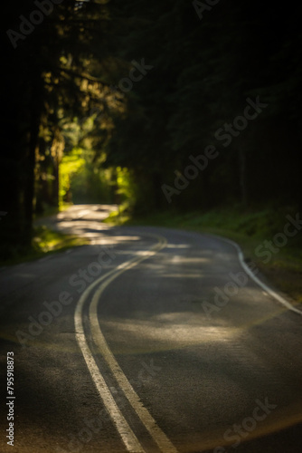Shallow Focus Of Curving Road Through Dark Forest