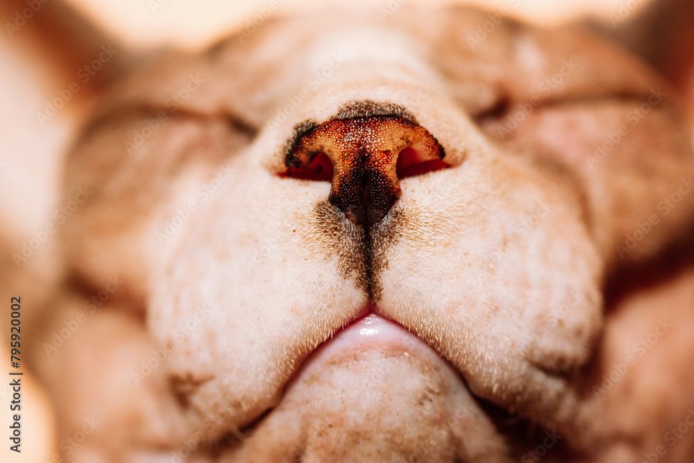 Beautiful bald Canadian Sphynx cat muzzle close up. A sphinx is dreaming with eyes closed on the sun. Curious pet face. Hairless animal portrait - mouth, nose, skin. 
