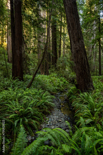 Shallow Creek Flows Over Rocks Between Redwood Trees