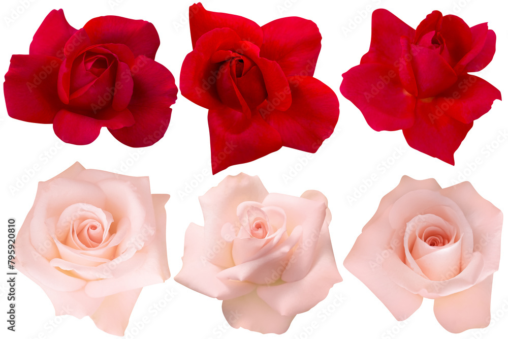 Three dark red and three soft pink rose heads blooming isolated on white background.Photo with clipping path. Three dark red and three soft pink rose heads blooming isolated on white background.Photo with clipping path.