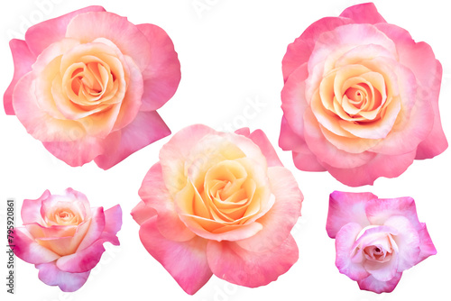 Fototapeta Naklejka Na Ścianę i Meble -  Five orange-pink roses isolated on white background.Photo with clipping path.