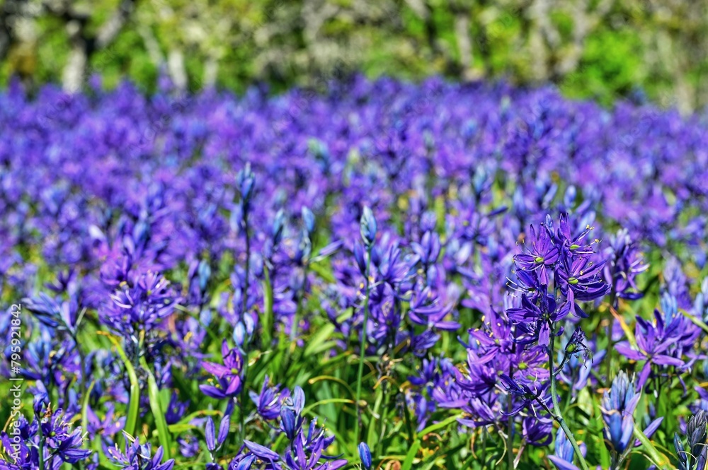 Fototapeta premium Camas flowers in the parks of Victoria, Canada