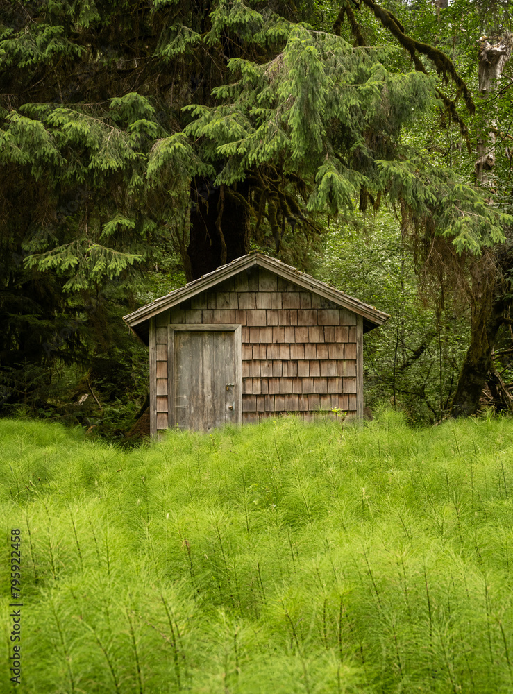 Small Out Building Obstructed By Horsetail Plants At The Olympic Ranger Station