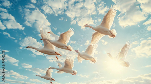 A flock of white geese flying in the sky photo