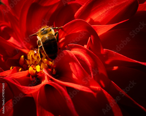 bee on red flower