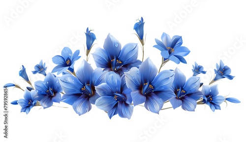 Blue lilies flowers om white background