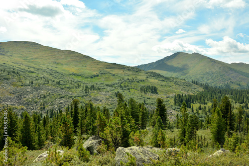 A row of young pine trees against the backdrop of high mountain ranges overgrown with dense coniferous forest on a cloudy summer day.