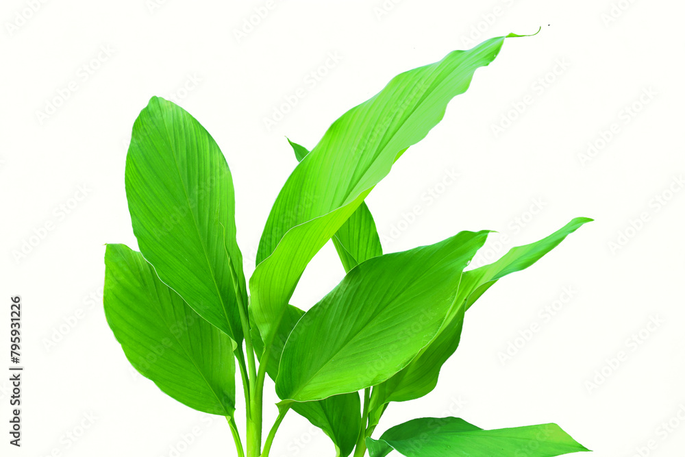 Obraz premium turmeric or curcumin longa root leaves known in india as haldi,huldi,haldar,isolated on white background