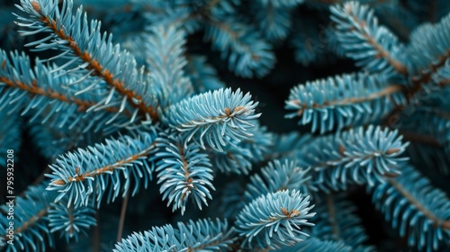 Close-up of Blue Pine Tree Needles