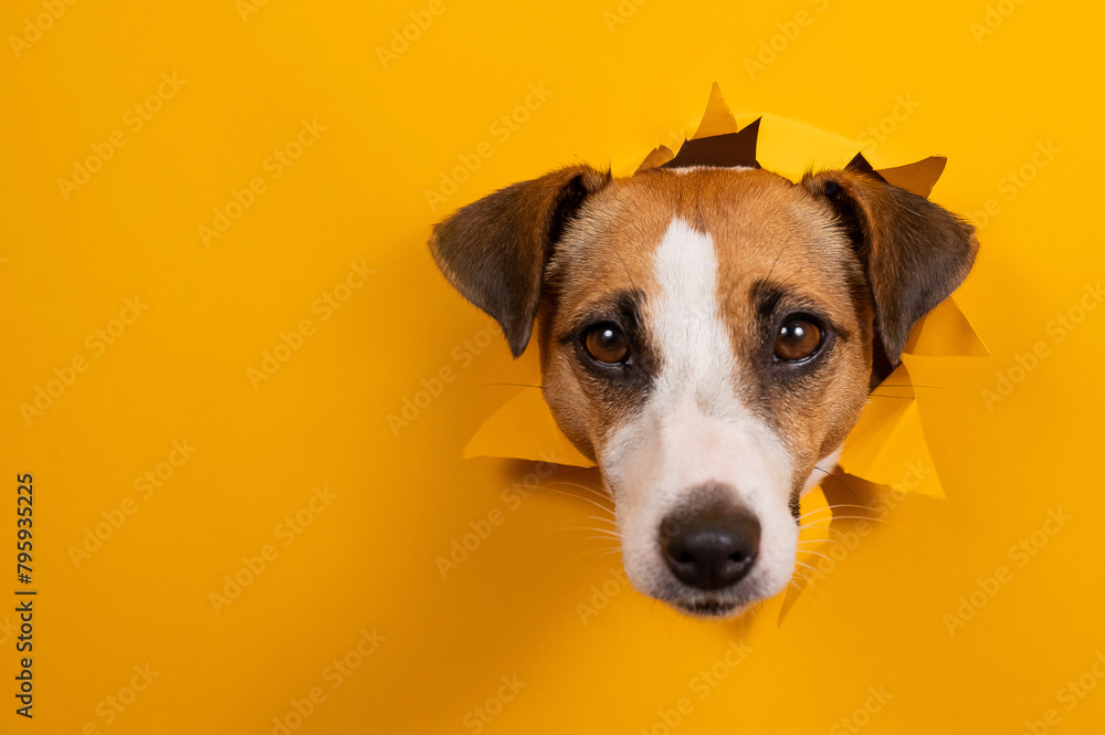 Funny dog jack russell terrier leans out of a hole in a paper orange background. Funny dog jack russell terrier leans out of a hole in a paper orange background.
