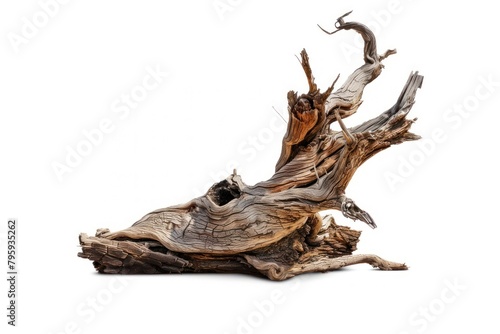 Dead tree driftwood plant white background.