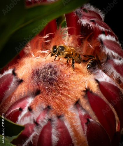 bees collecting pollen on protea flower