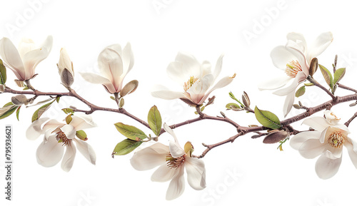 A branch of blooming magnolia flowers on a white background
