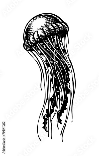 jellyfish engraving black and white outline
