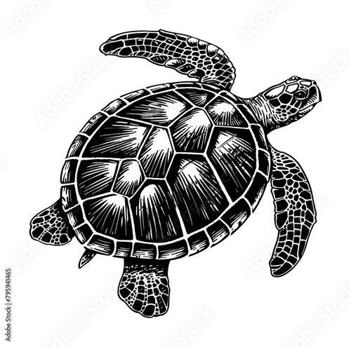 sea turtle engraving black and white outline