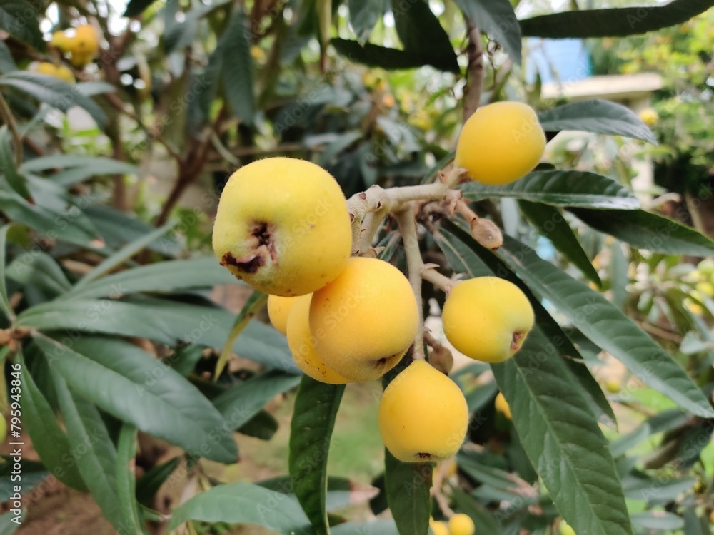 Fresh loquat fruit with green leaves on a cloudy day _ loquat fruit in spring 