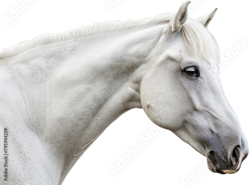 White horse with a flowing mane