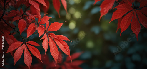 Close up of Autumn red leaves background, Colorful Leaves Of Creeper Plant. photo