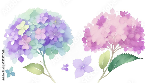 水彩で描かれた紫陽花