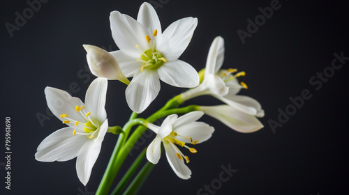 A stunning still life photograph capturing a bunch of white flowers with yellow centers on a black background. This macro photography showcases the beauty of terrestrial plants in detail