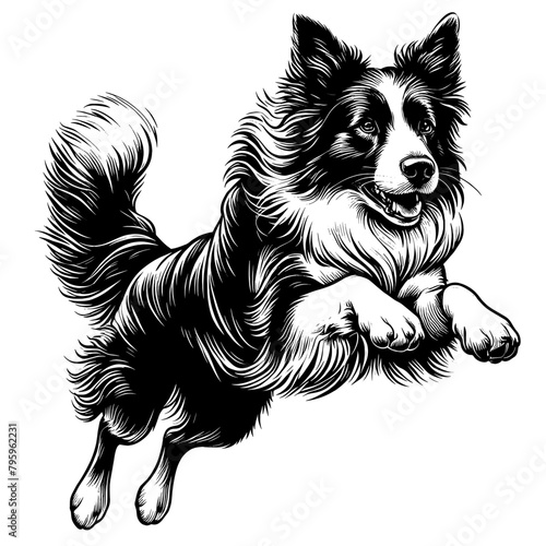 Hand drawn cute Border Collie, vector sketch isolated on white background. © Vector Deluxe Studio