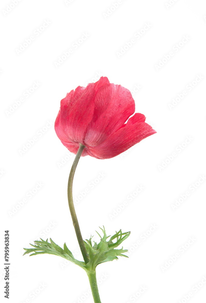 Red Anemone flower, Anemone coronaria, ornamental garden plant, on white background Red Anemone flower, Anemone coronaria, ornamental garden plant, on white background