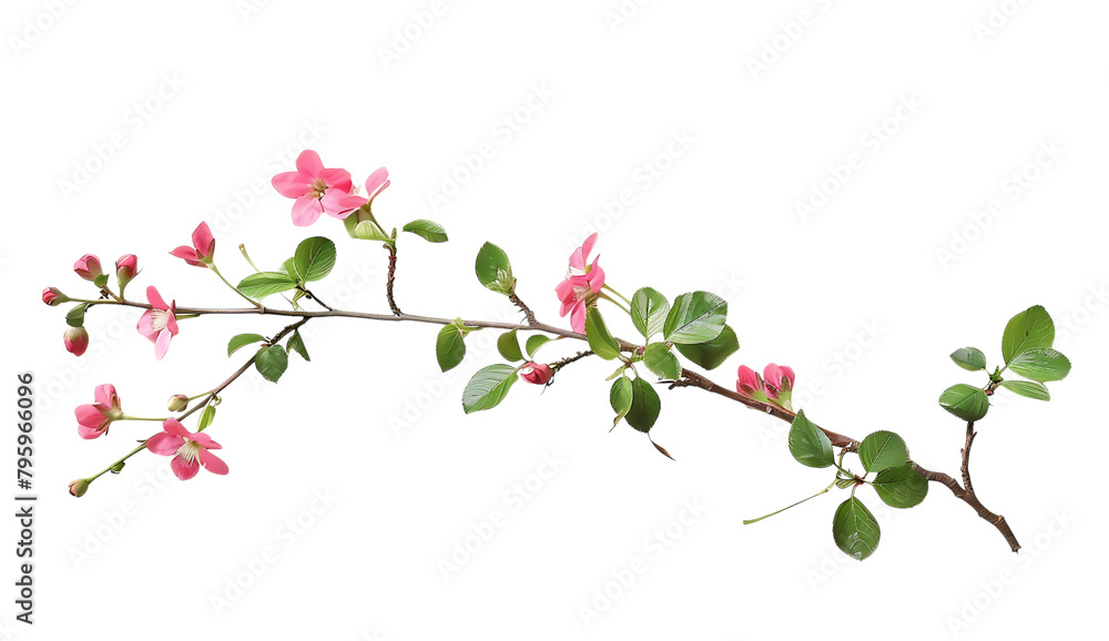 A branch of crabapple blossoms, pink flowers and green leaves against a white background