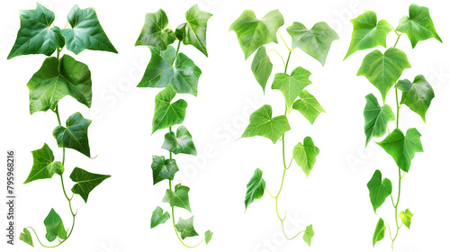 Set of green leaves from Javanese treebine or grape ivy (Cissus spp.), a jungle vine and hanging ivy plant bush foliage, isolated on a white background with a clipping path