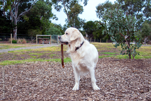 golden retriever with a stick in his mouth at the dog park