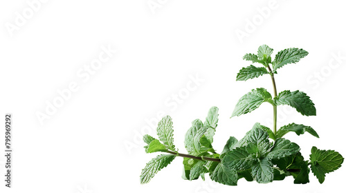 A mint plant growing on white background