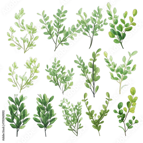 set of buxus branches isolated on white background